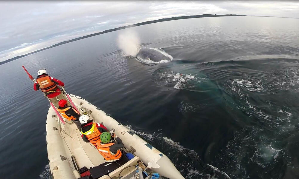 Blue whale (Balaenoptera musculus) surfacing in front of the WWF research team, Gulf of Corcovado, South America.