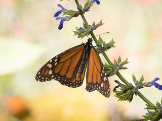 Monarch butterfly perched on a purple flowered stem in the El Rosario Monarch Reserve in Mexico