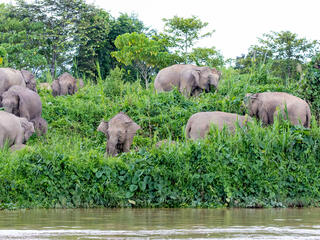 herd of elephants