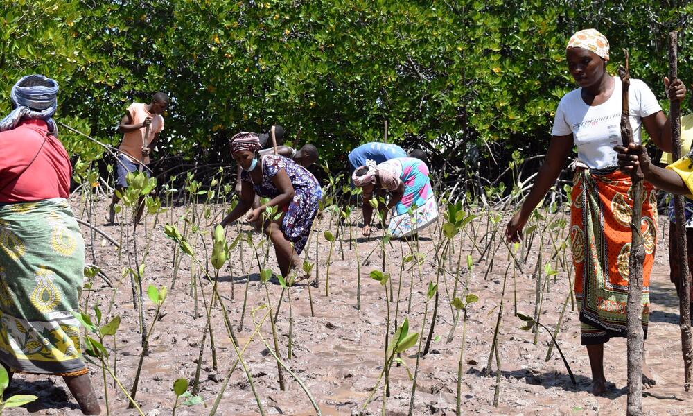 A group of women planting saplings in the dirt