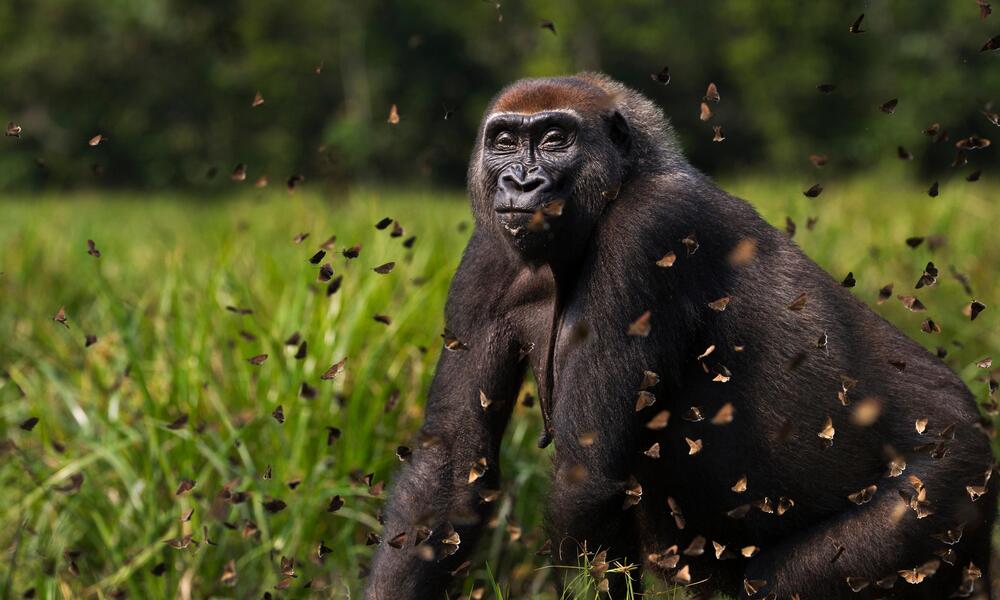 Western lowland gorilla (Gorilla gorilla gorilla) female 'Malui' walking through a cloud of butterflies she has disturbed in Bai Hokou, Dzanga Sangha Special Dense Forest Reserve, Central African Republic.