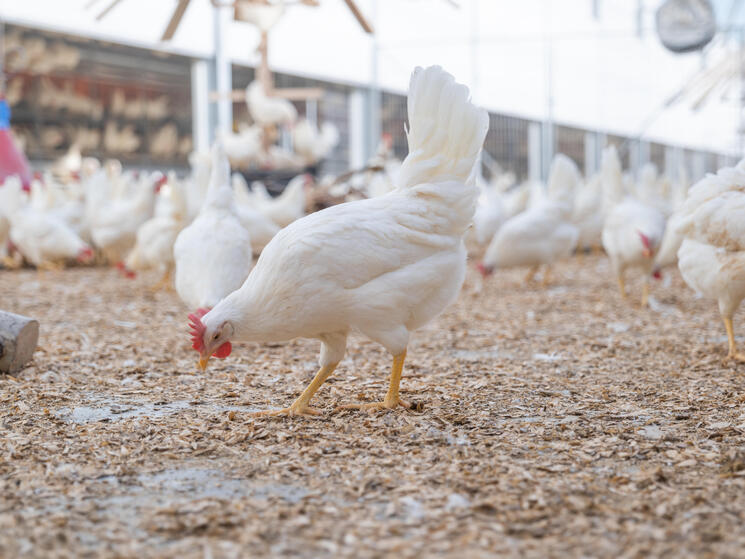 Chickens eating