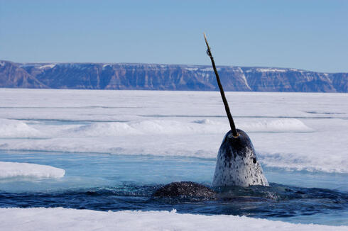 A narwhal comes up for air in a patch of water surrounded by ice with mountains in the background