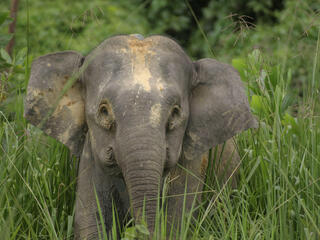 Bornean Elephant