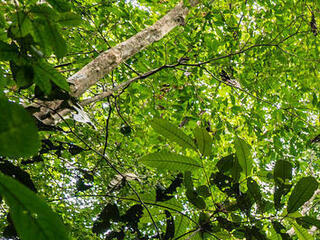 Ground up to canopy view of tree