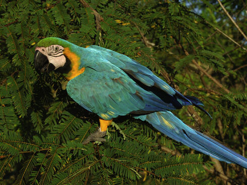 macaw on branch