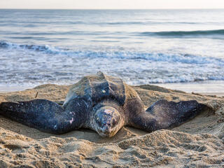 A large leatherback turtle sits on the beach with the ocean behind it