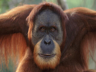 Sumatran Orangutan 