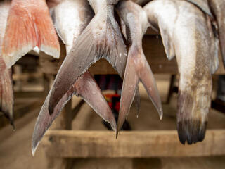 Close up of fish tails at Tema market, Ghana.