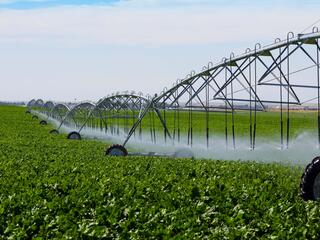 watering a field