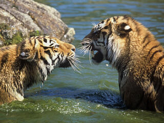 Siberian Tigers 