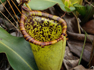 Nepenthes attenboroughii plant