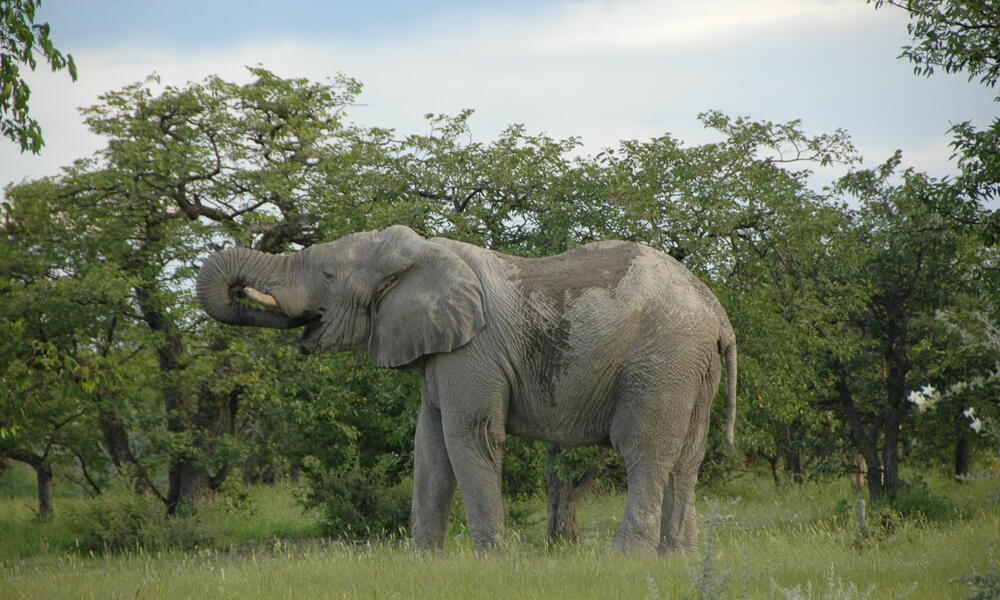 Namibia Elephant