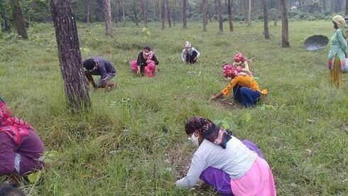 A group of people in a forest crouch down in the grass to pull weeds