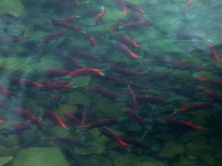 Salmon swimming in a stream