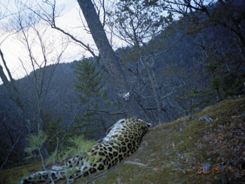 Amur leopard