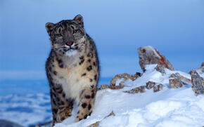 snow leopard