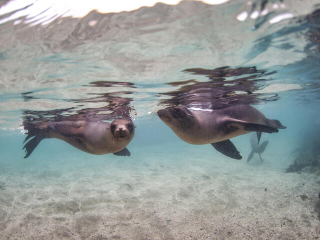 Galapagos sea lions swimming in Baronesa Bay