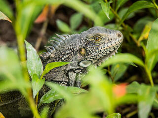 colomia iguana winter2017