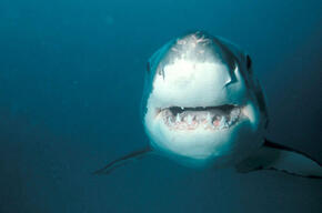 Great White Shark