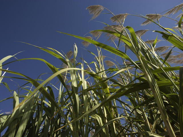 Sugarcane