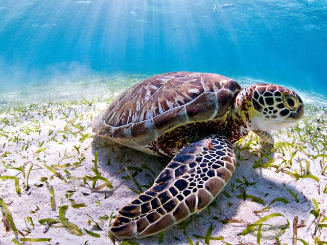 Sea turtle seen while scuba diving at Hol Chan Marine Reserve. Ambergris caye, Belize, Central America.