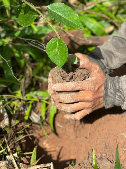 Two hands plant a seedling in Laos