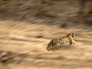 Filippa running after being released