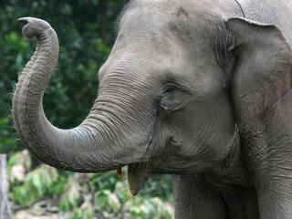 Sumatran Elephant