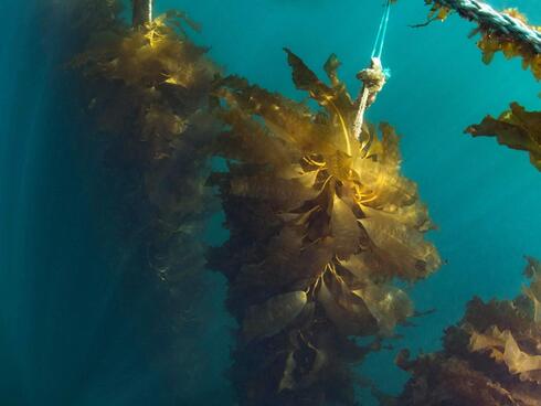 Photo of seaweed stalk in the water