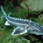 Danube sturgeon