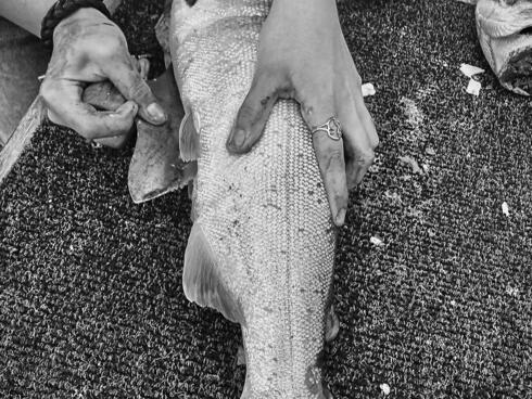 A close up of a person filleting a silver salmon with a special knife