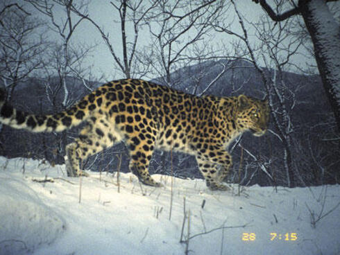 Amur leopard