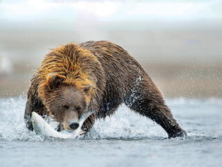 Bear catching salmon