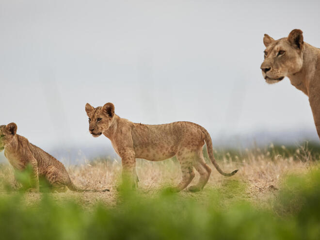 Three lions stand on the grass