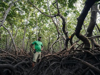 Patroling a mangrove forest for poachers