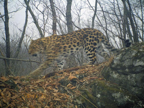 Amur leopard