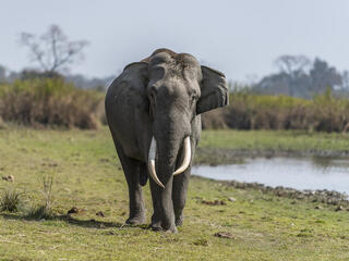 One adult male Asian elephant with large tusks walks along grassy ground with water and tall grasses in the background