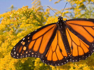 Male Monarch Butterfly feeding on flower