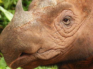 Sumatran Rhino