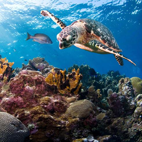 Hawksbill turtle (Eretmochelys imbricata). Roatan, Bay Islands, Honduras, Central America.