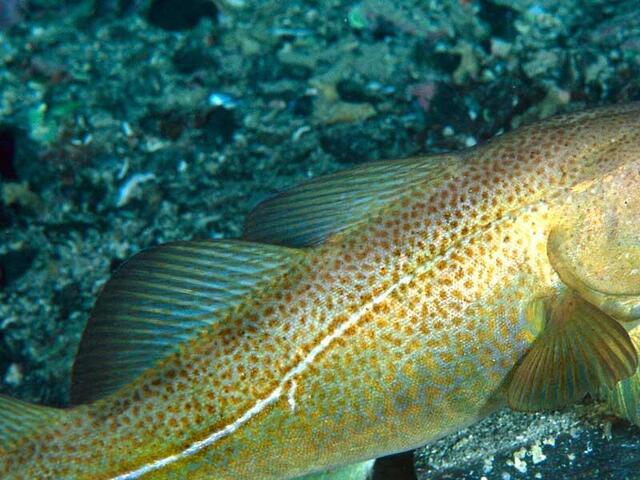 Atlantic cod