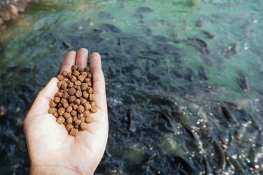 a person holds feed pellets over a group of fish in a pond