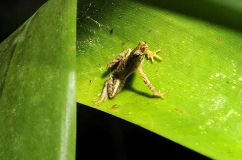 Frog (Dendrophryniscus brevipollicatus) at Taquaral trail, Carlos Botelho State Park, visited during a field trip in the Atlantic rainforest, São Paulo, Brazil.