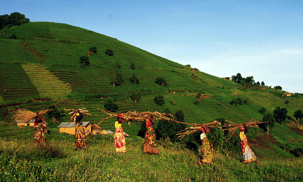 Fuelwood, Virunga State Park, Congo Basin