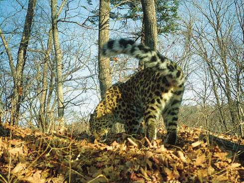 Amur leopard