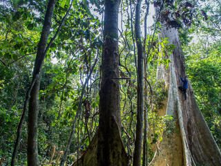 Tall trees landscape with small man climbing one