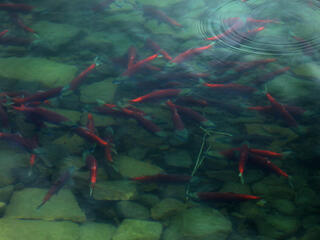 aerial view of school of salmon swimming in Lake Iliamna