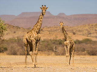 Two giraffes looking toward camera