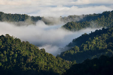 Fog over jungle